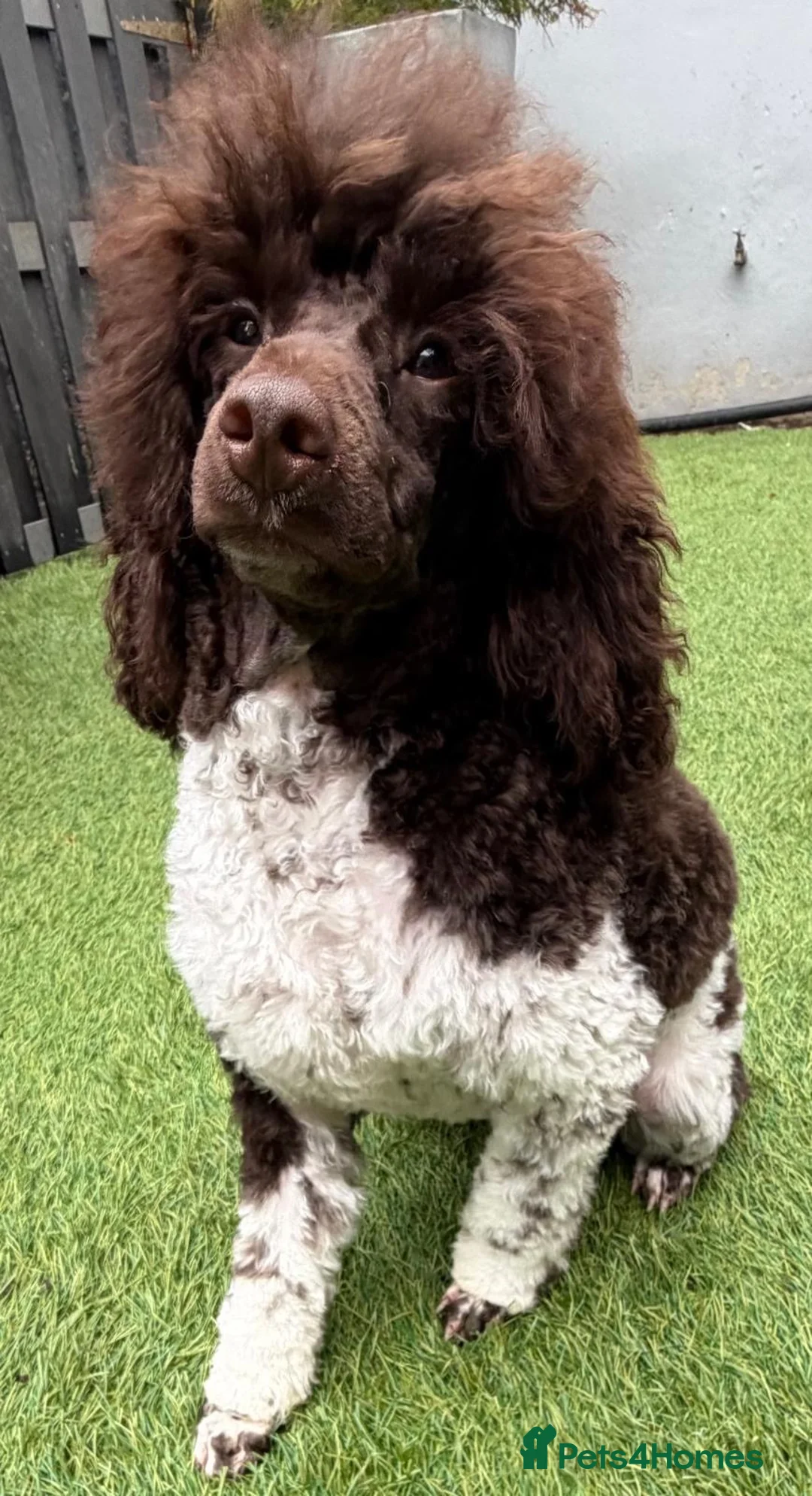 Labradoodle dogs for sale: Beautiful Chocolate Labradoodles  - Advert 13
