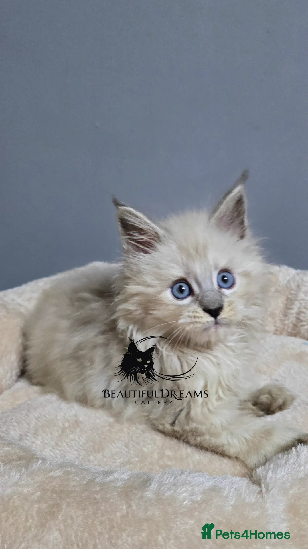 Maine Coon cats for sale: Polydactyl Kittens Maine Coon TICA - Advert 7