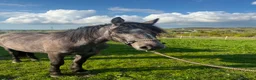 Connemara horses for sale: Class 1 to make 148cm Grey Connemara Gelding 2y - Advert 2
