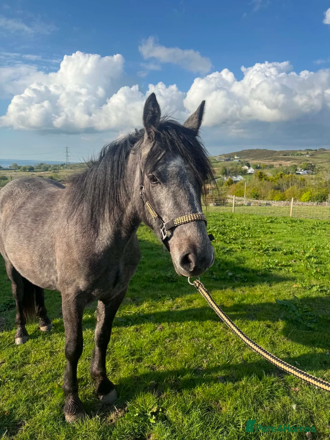 Connemara horses for sale: Class 1 to make 148cm Grey Connemara Gelding 2y - Advert 2