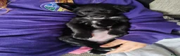 Borador dogs for sale: 2 10 week old Collie Labradour cross girls - Advert 24