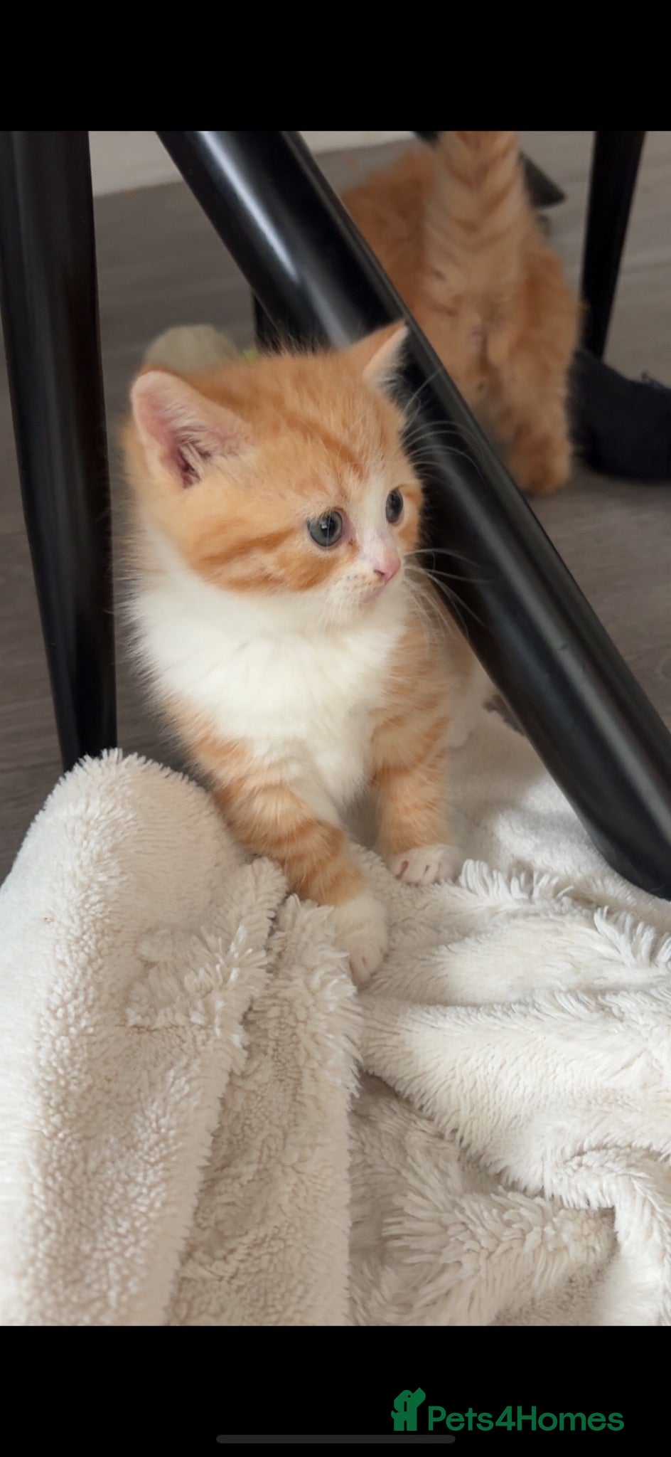 Persian cats Beautiful female Persian cross kitten  - Advert 10