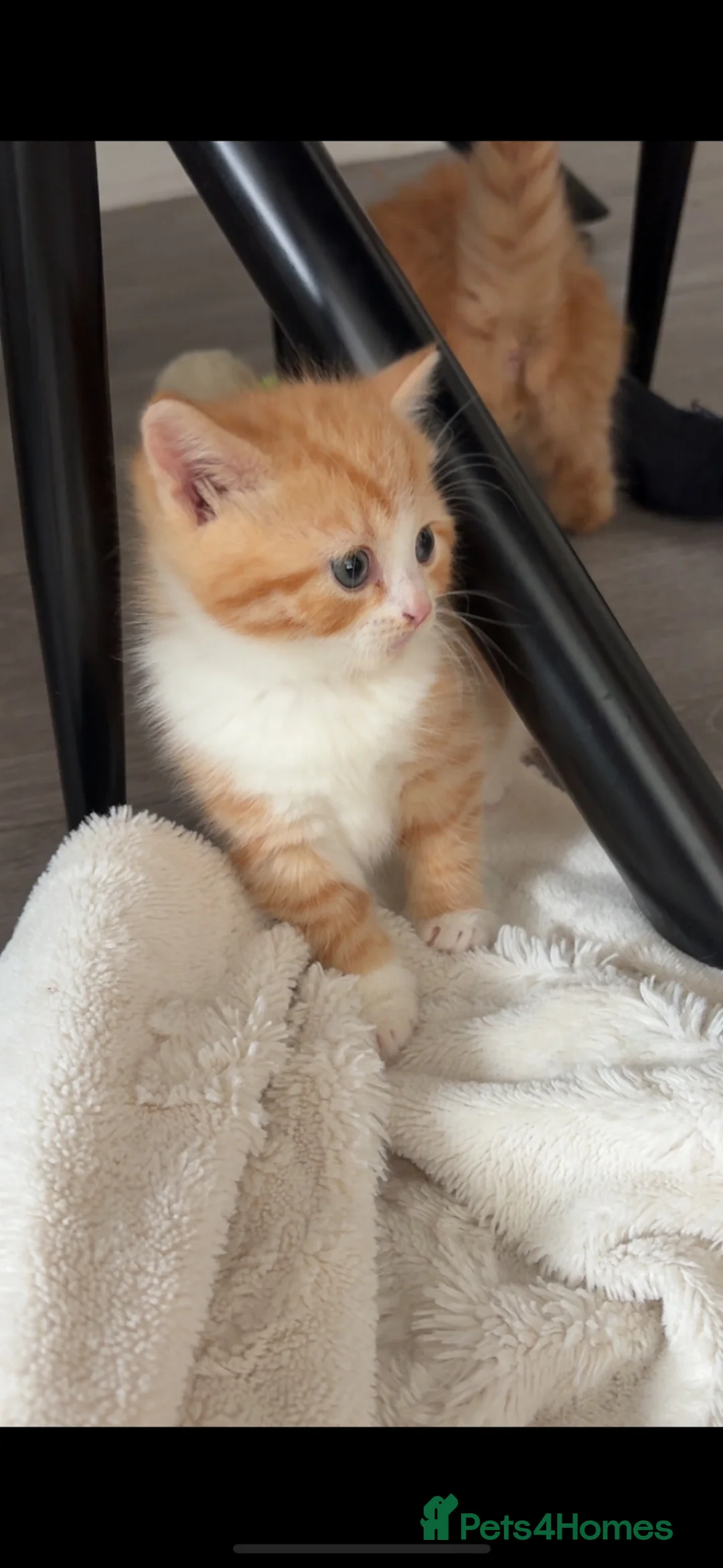 Persian cats for sale: Beautiful female Persian cross kitten  - Advert 1