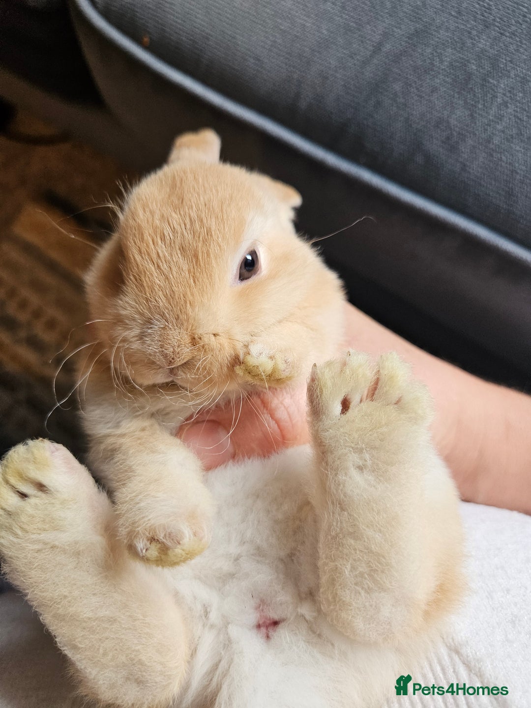 Mini Lop rabbits for sale: Red Rex x Mini Plush Lop - Advert 12