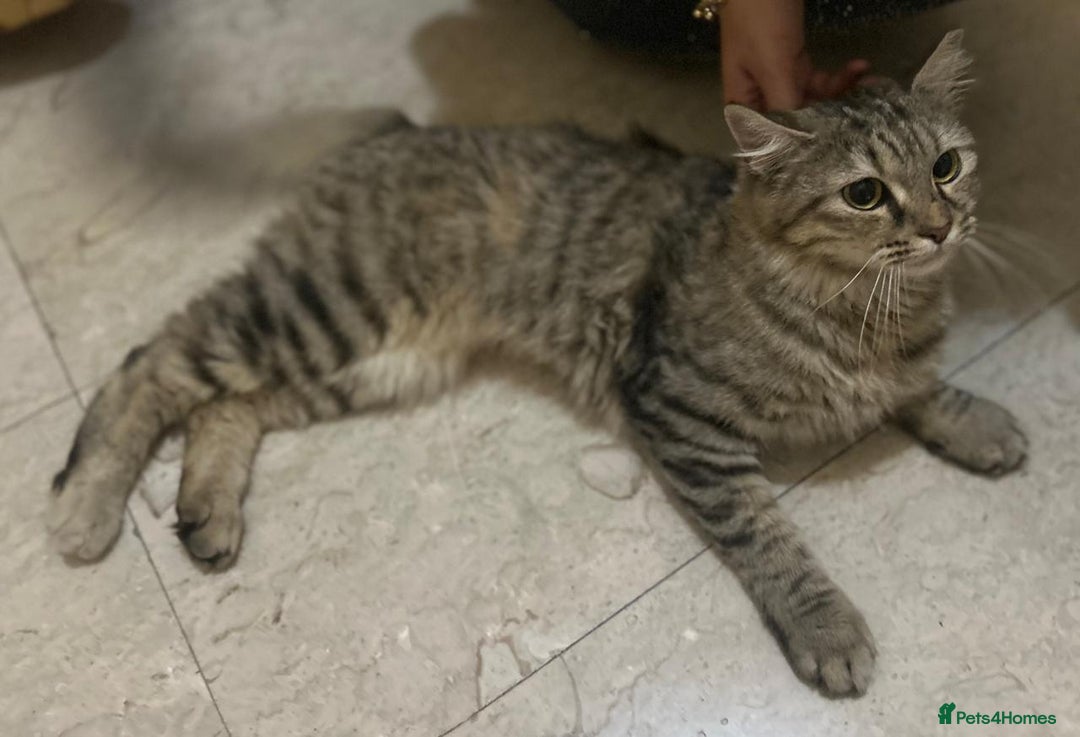Mixed Breed cats for adoption: PERSE - ADORABLE BEAUTIFUL SEMI LONG HAIR SPAYED - Image 6