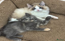 Mixed Breed cats for sale: BEAUTIFUL KITTENS  - Image 3