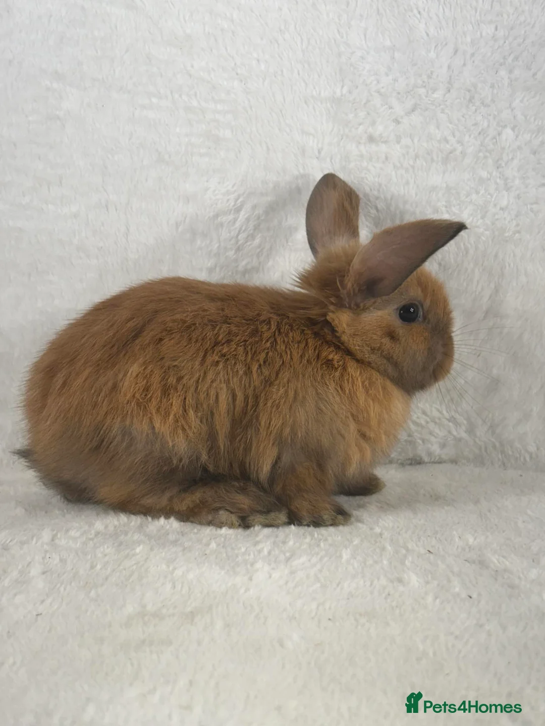 Mini Lop rabbits for sale: 6 x ginger/brown mini lop rabbits - Advert 5