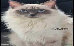 Ragdoll cats for sale: Stunning bluepoint Ragdoll kittens - Image 34