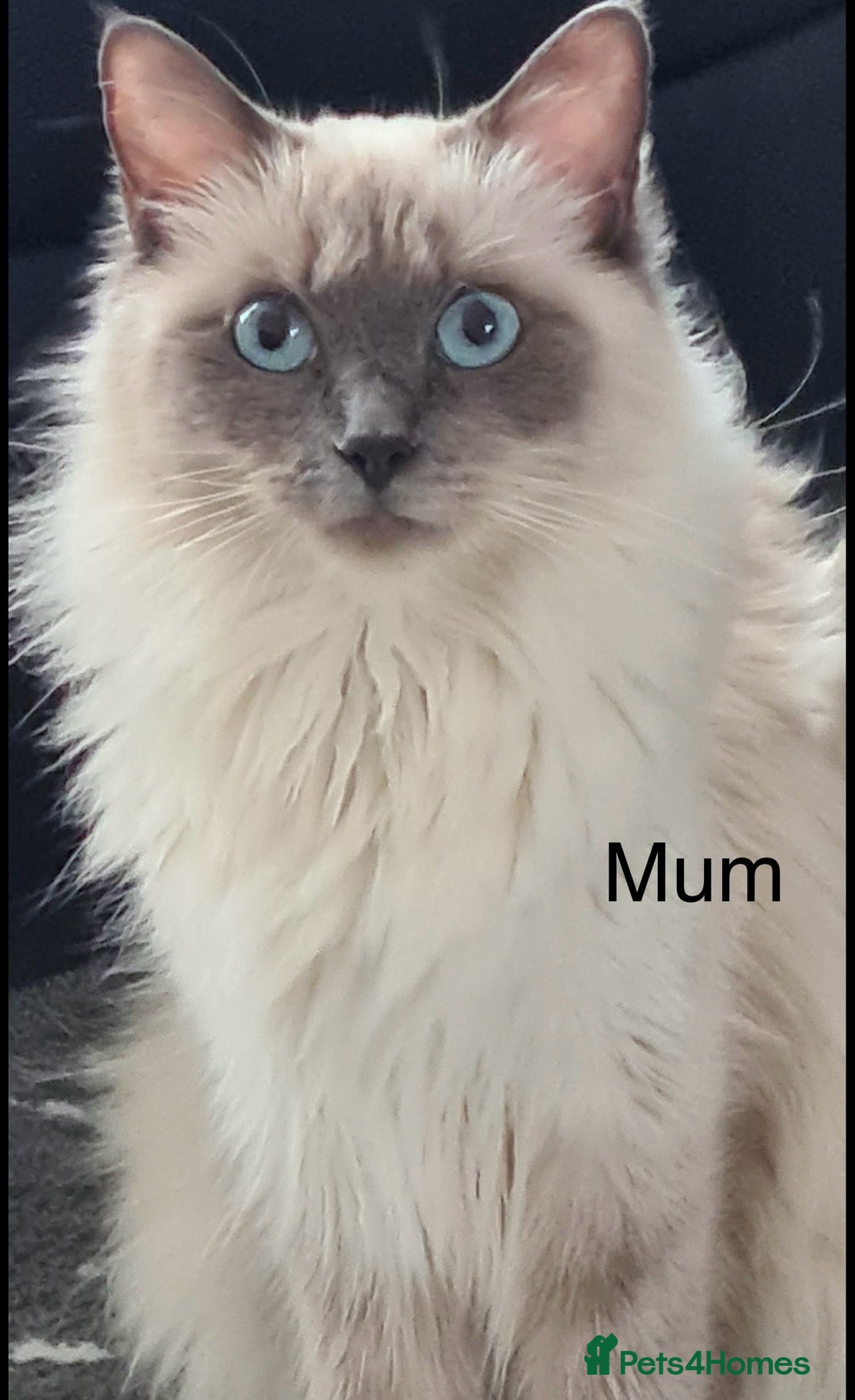Ragdoll cats for sale: Stunning bluepoint Ragdoll kittens - Image 34