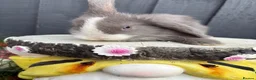 Mini Lop rabbits for sale: Beautiful mini lop baby rabbits  - Advert 11