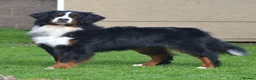 Bernese Mountain Dog dogs for sale: VERY SPECIAL GIRL LOOKING FOR VERY SPECIAL HOME - Advert 12