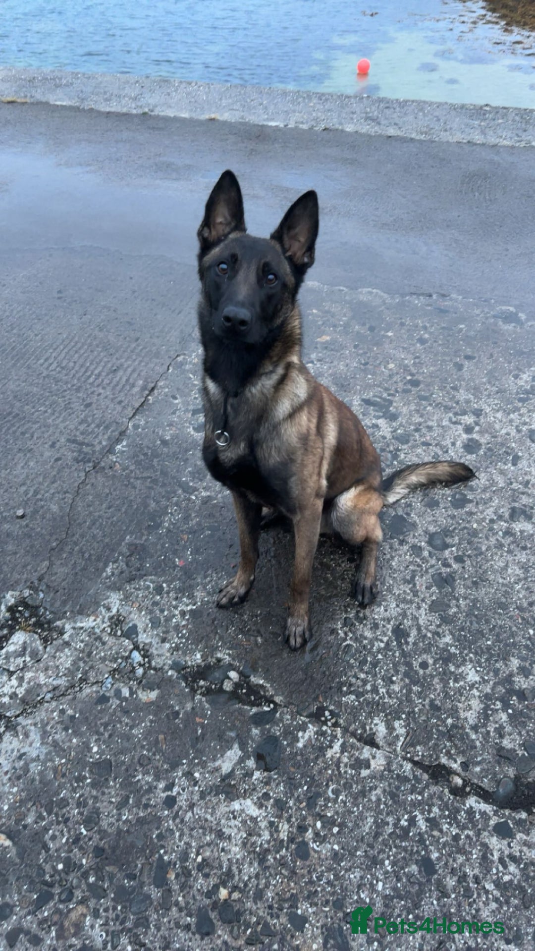 Belgian Shepherd Dog dogs for sale: Belgian mallinois  - Image 3