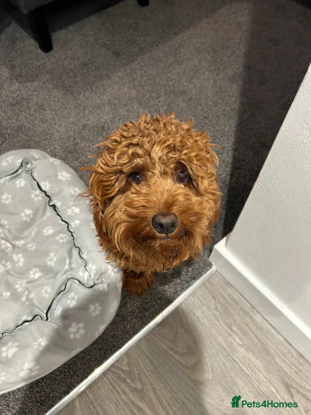 Cockapoo dogs for sale: Lovely Red Cockapoo  in Halstead - Advert 2