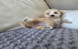 Cockapoo dogs for sale: Cockapoo puppies - Image 12