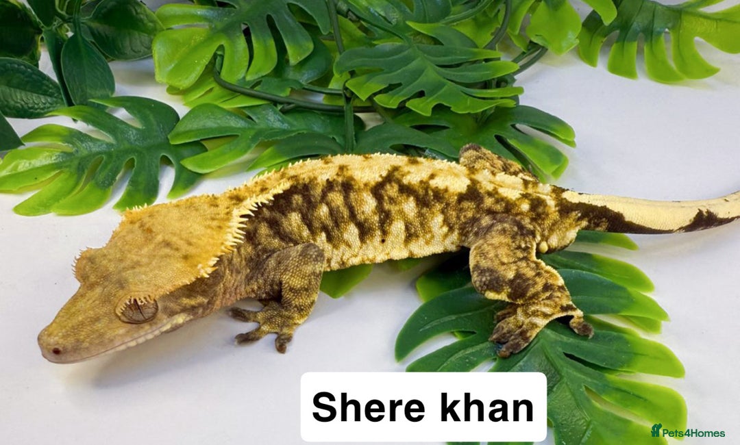 Gecko reptiles for sale: Crested geckos  - Advert 5