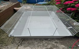 Guinea Pig rodents for sale: Two guinea pigs with extra large enclosure  - Image 1
