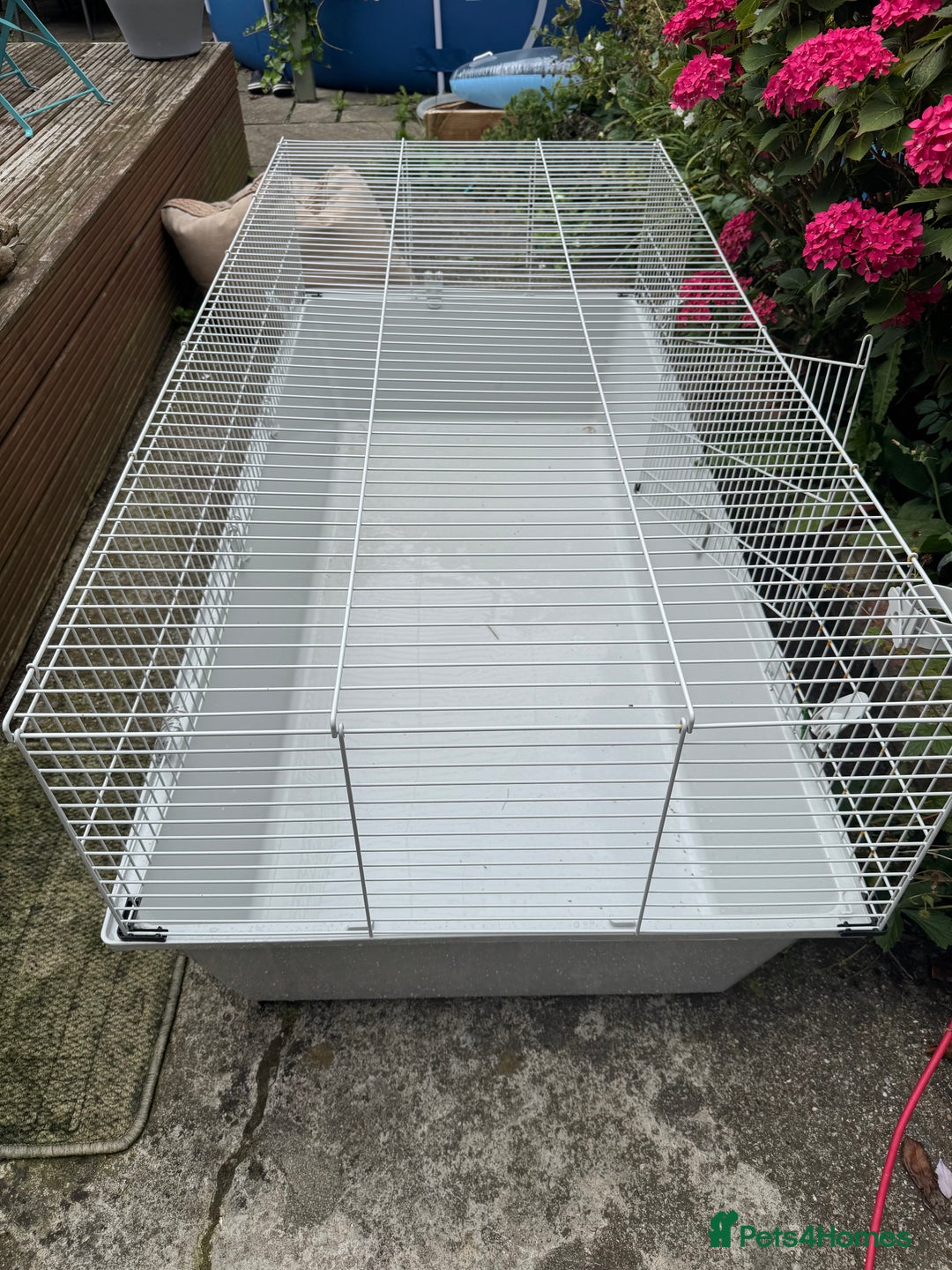 Guinea Pig rodents for sale: Two guinea pigs with extra large enclosure  - Image 1