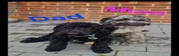 Cockapoo dogs for sale: Cockapoo puppies for sale in Crawley - Advert 8