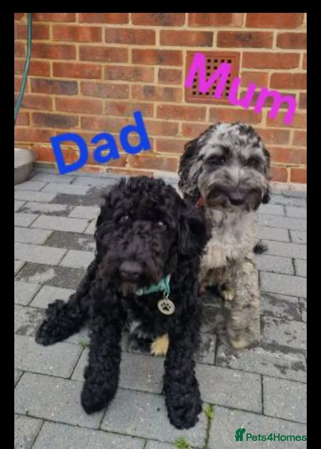 Cockapoo dogs for sale: Cockapoo puppies for sale in Crawley - Advert 8