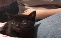 Mixed Breed cats for sale: 2 beautiful black females - Image 3