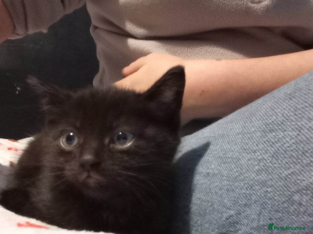 Mixed Breed cats for sale: 2 beautiful black females - Image 3