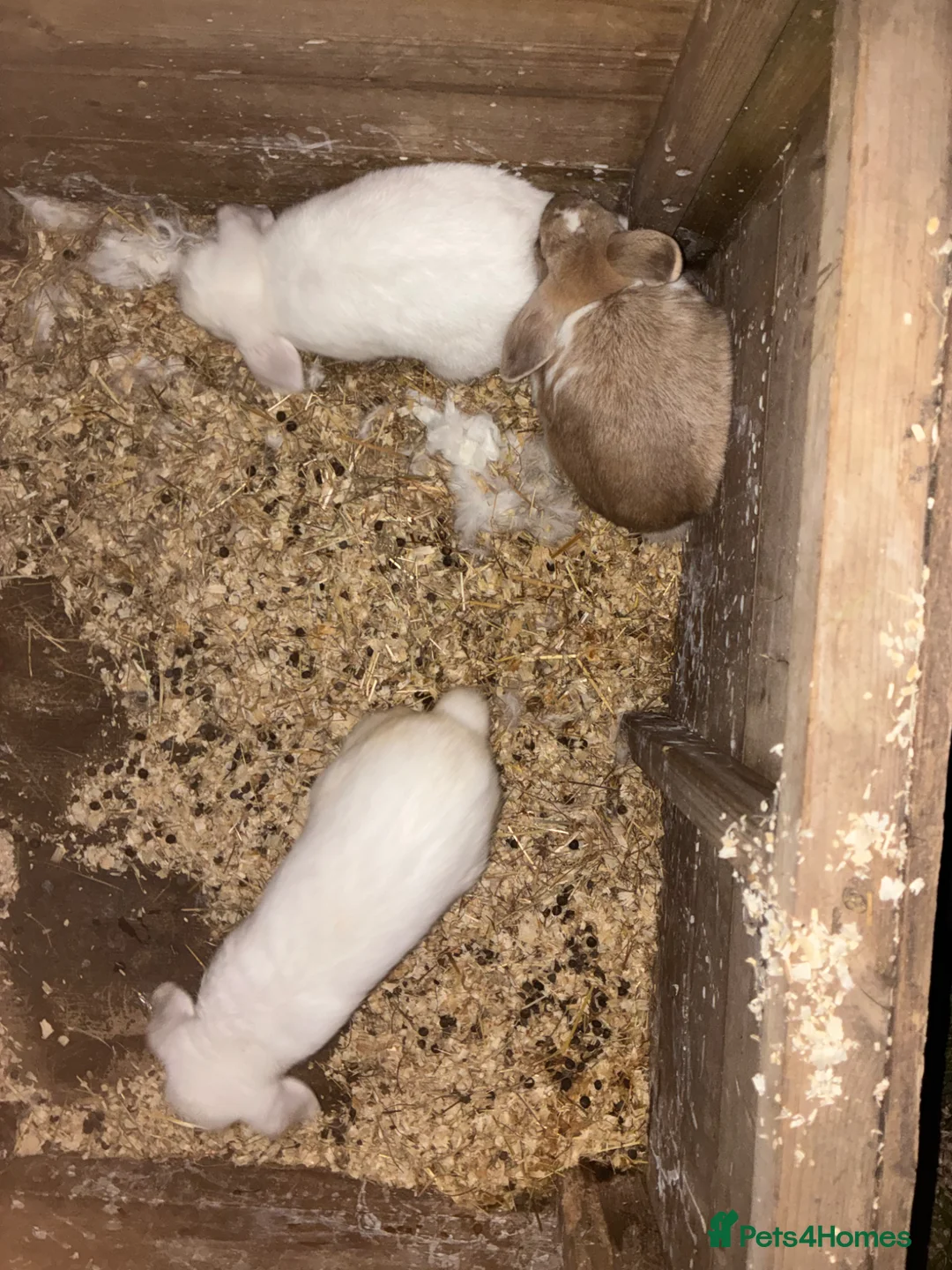 Dwarf Lop rabbits for sale: Lop and dwarf baby rabbits  - Advert 3