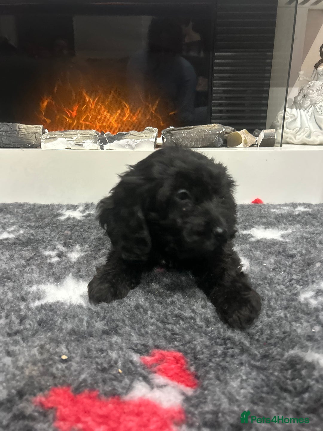Cockapoo dogs for sale: F1B Cockapoos Pups - Advert 2