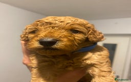 Cavapoo dogs for sale: Cavapoo puppy’s  - Image 13