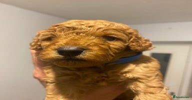 Cavapoo dogs - Advert 2