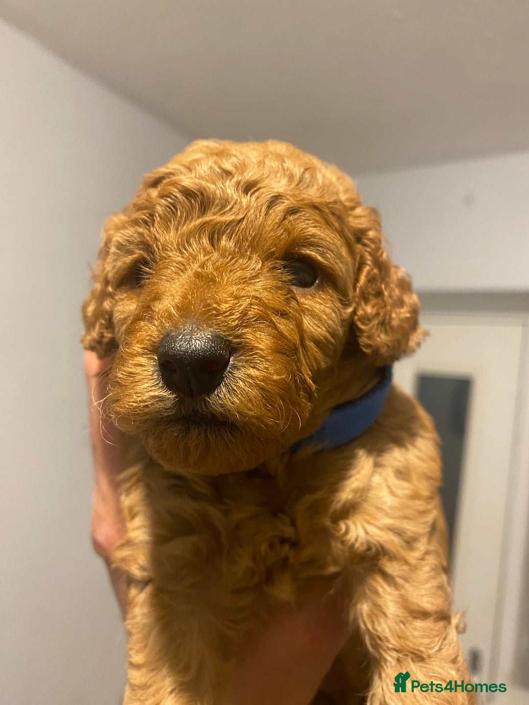 Cavapoo dogs for sale: Cavapoo puppy’s  - Image 13