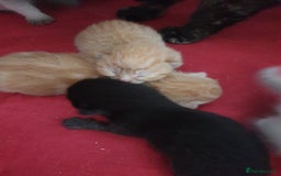 Domestic Shorthair cats for sale: Ghost tabby/ siamese - Image 4