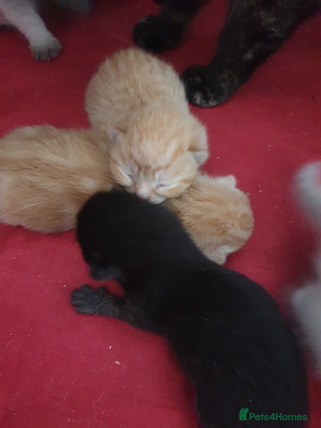 Domestic Shorthair cats for sale: Ghost tabby/ siamese - Image 4