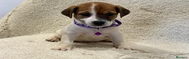 Jack Russell 4