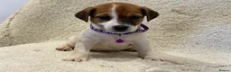 Jack Russell dogs for sale: Rainbow litter of Jack Russell’s - Advert 5