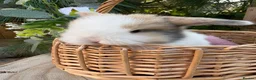Mini Lop rabbits for sale: Vaccinated pure bred mini lops  - Advert 9