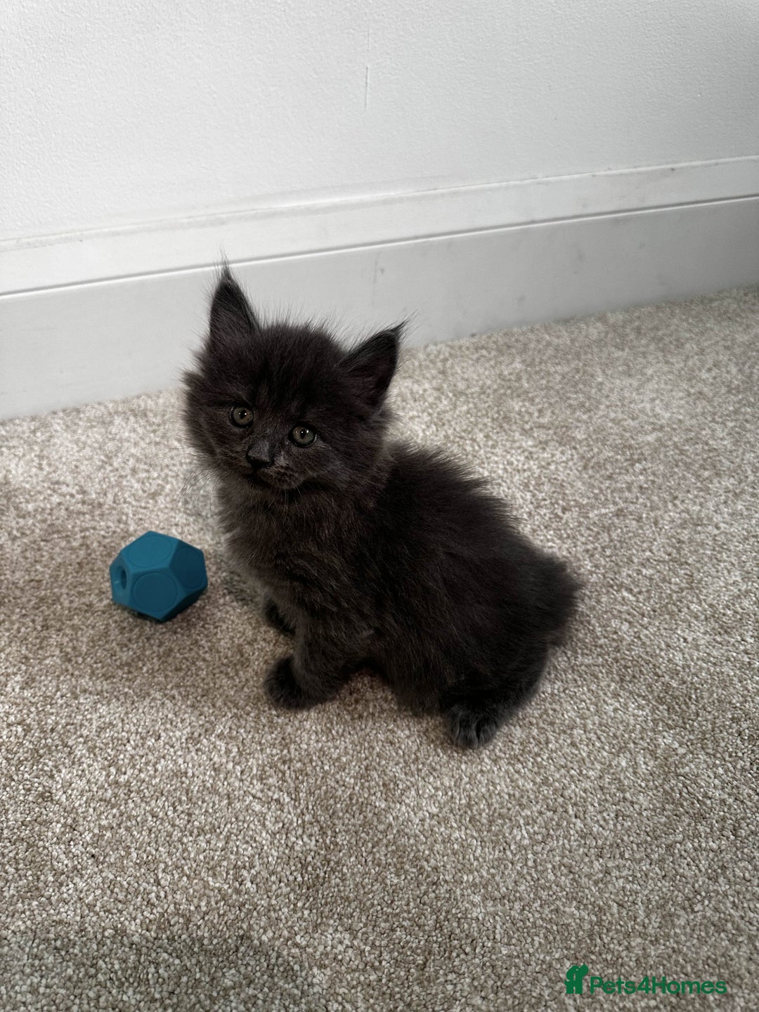 Maine Coon cats for sale: Rare Maine Coon/Russian Blue Kittens - Image 11