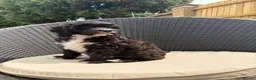 Cavapoo dogs for sale: Gorgeous F1 Cavapoo Boy Available Now - Advert 2
