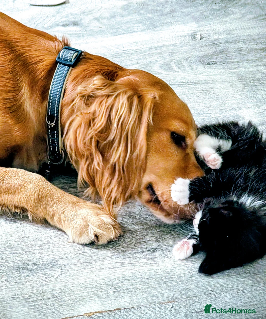 Cocker Spaniel dogs for sale: Beautiful male cocker spaniel  - Advert 8