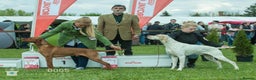 Hungarian Vizsla dogs for stud: Show Champion KC Reg Hungarian Vizsla for Stud in Brampton - Advert 4