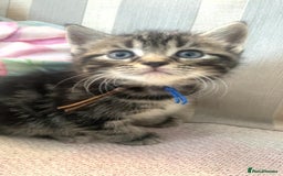 Mixed Breed cats for sale: Himalayan mixed - Image 11