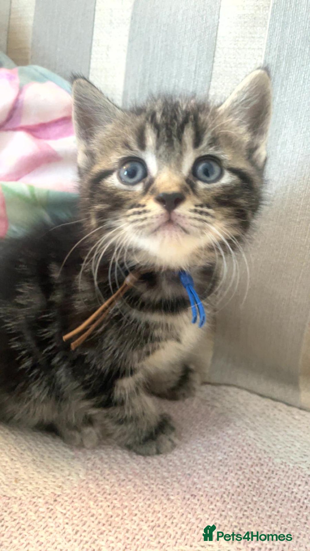 Mixed Breed cats for sale: Himalayan mixed - Image 11