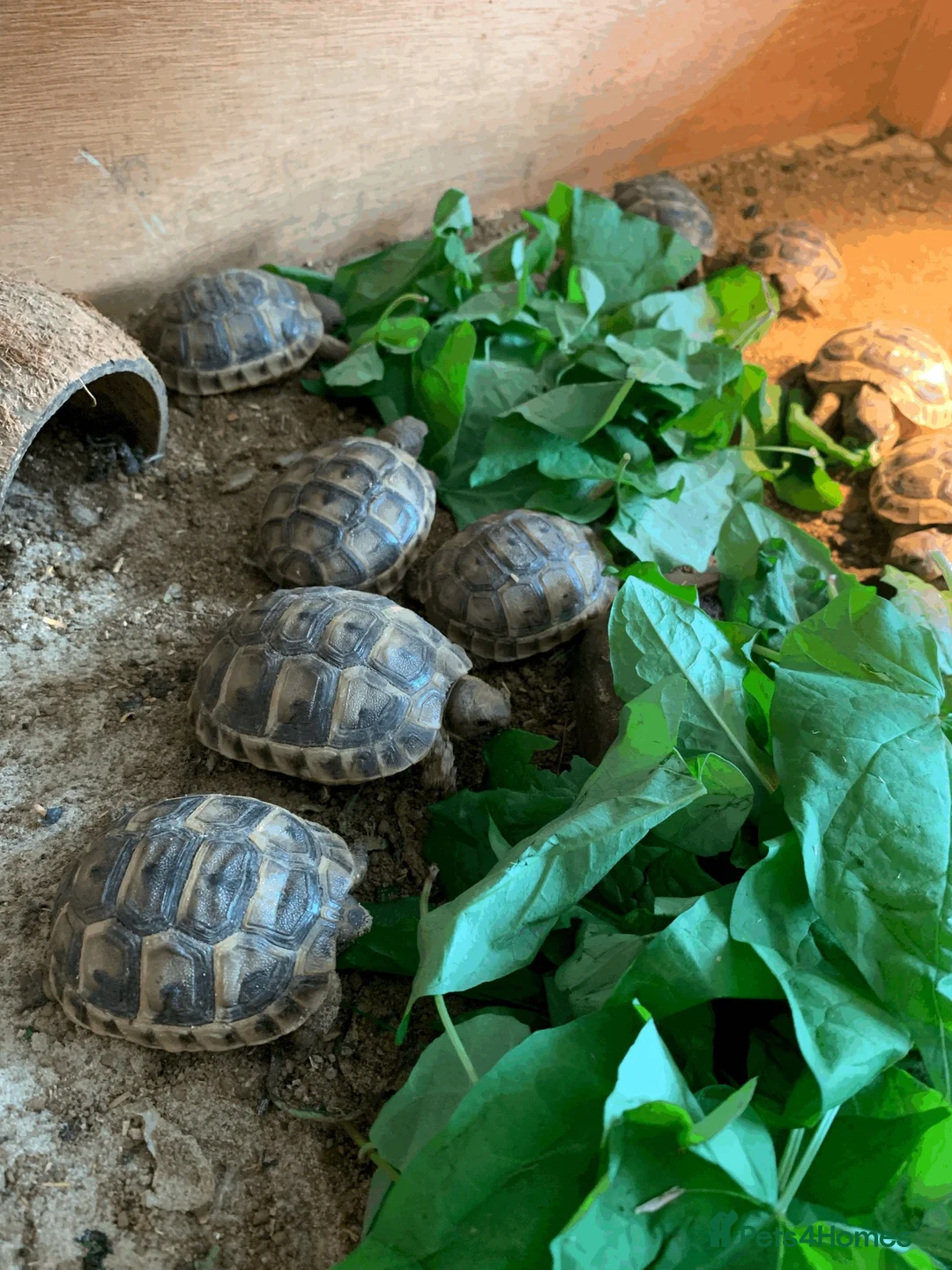 Tortoise reptiles for sale: Mediterranean Spur-thigh Hatchlings - Advert 10