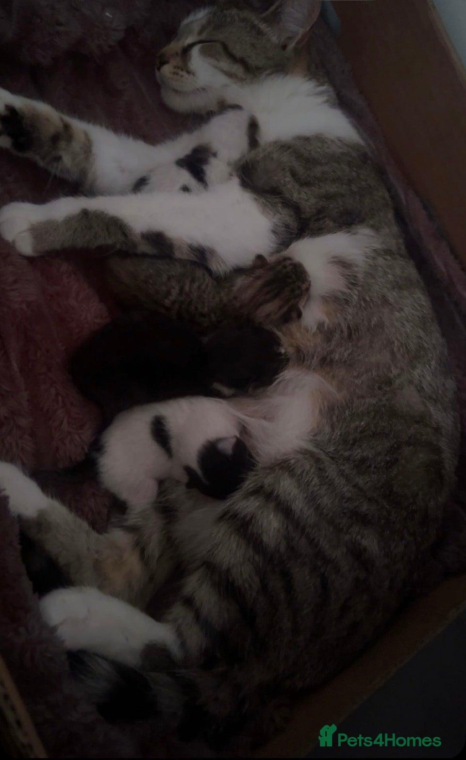 Mixed Breed cats 2 kittens for sale  - Advert 2