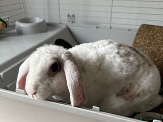 Mixed Breed rabbits 8/9 month rabbit - Advert 3