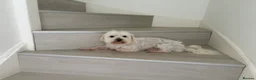 Maltese dogs for sale: Maltese boy looking for a good home - Advert 2