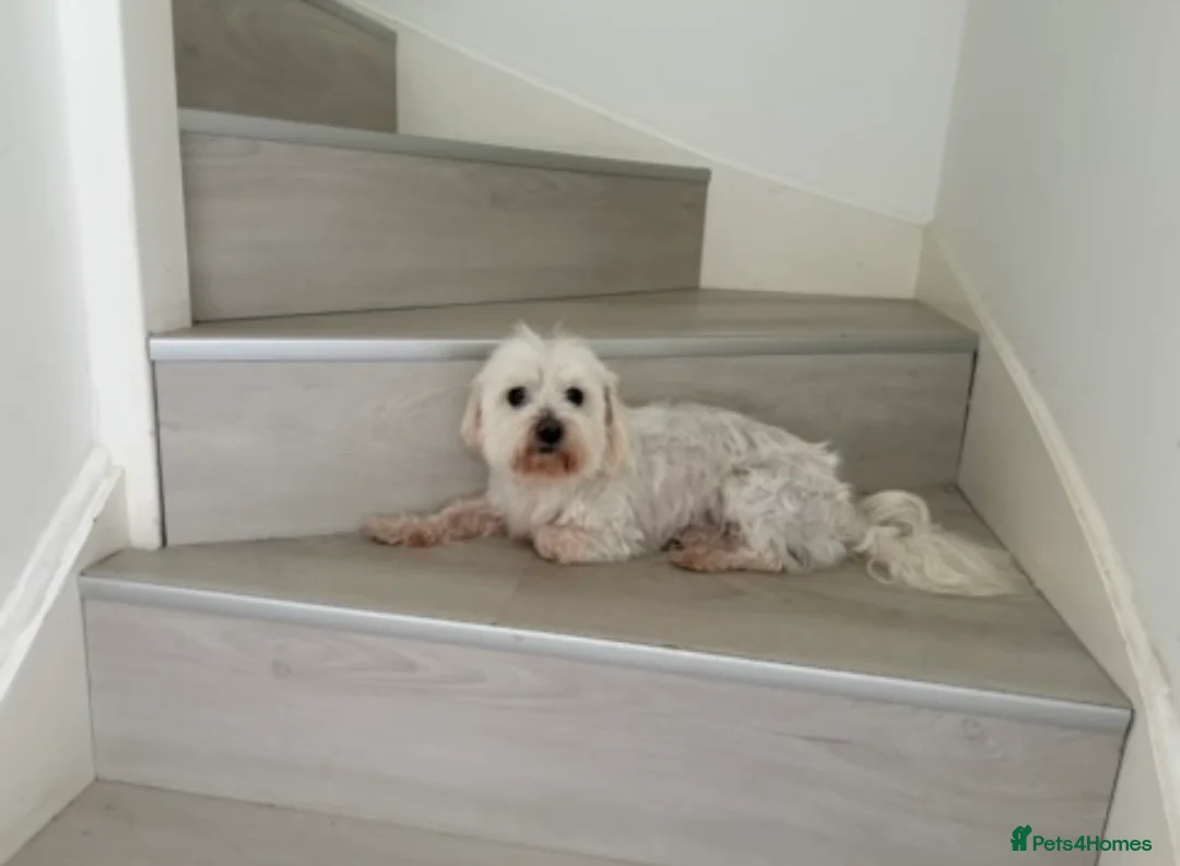 Maltese dogs for sale: Maltese boy looking for a good home - Advert 2