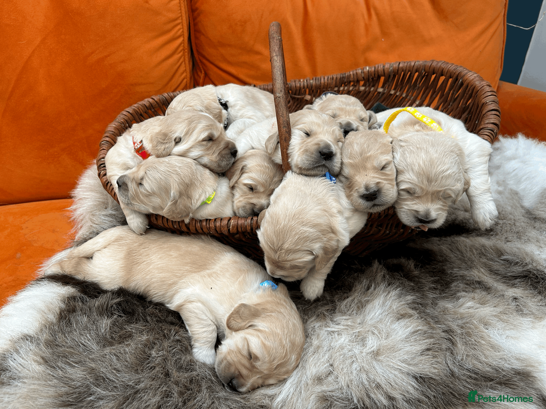 Golden Retriever dogs for sale: New Forest - Beautiful Golden Retriever Puppies  - Advert 4