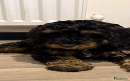 Cockapoo dogs for sale: 3 beautiful toy cockapoos  - Image 2