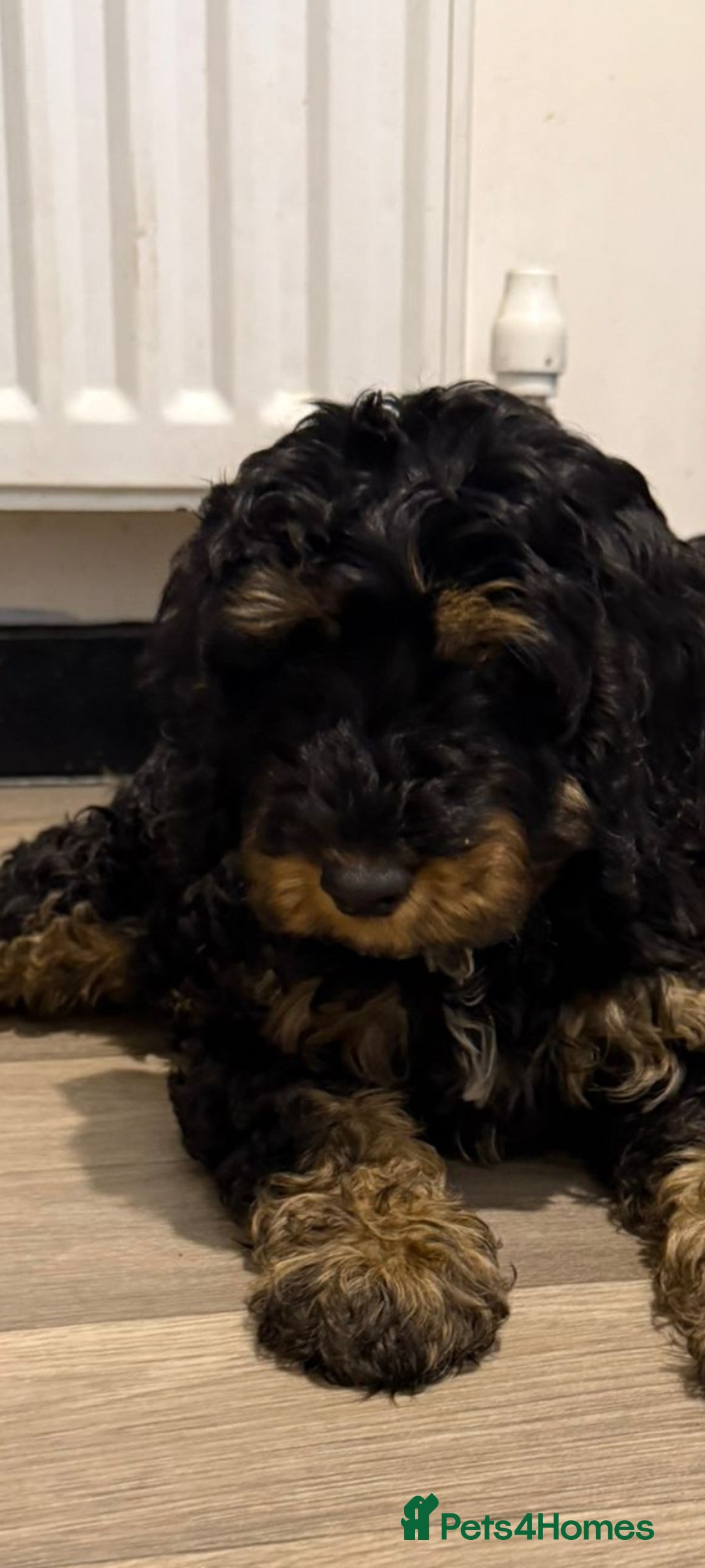 Cockapoo dogs for sale: 3 beautiful toy cockapoos  - Image 2