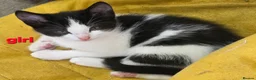 Mixed Breed cats for sale: 7 Beautiful Kittens Looking for Their Forever Home - Advert 9